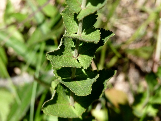 {Eupatorium rotundifolium}